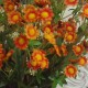 Mini Garden Daisies Stem Orange 63cm - D078 J2