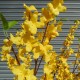 Artificial Forsythia Branch Yellow 113cm - F012 E1