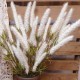 Artificial Fox Tail Flowers Cream 70cm - F061 G3