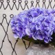 Galaxy Hydrangea Lavender Purple 71cm - H028 F4