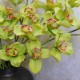 Artificial Cymbidium Orchid Lime Green 81cm - O076 