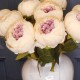 Artificial Peony Flowers Cream and Mauve 42cm - P084 I4