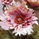 Antique Ruffled Poppy Dusky Pink 75cm | Faux Dried Flowers - P048 K3