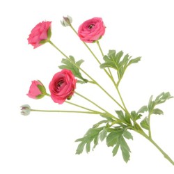 Faux Ranunculus Spray Pink 67cm - R202 O4