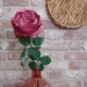 Artificial Cabbage Rose Dark Dusky Pink 60cm - R780 O2