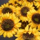 Artificial Sunflowers 64cm - S046 R4