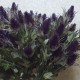 Artificial Eryngium Thistles Sea Holly Purple 68cm - E004 E1