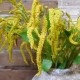 Artificial Amaranthus Yellow 76cm - C113 E2