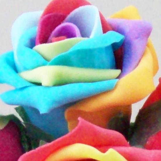 Colourfast Cottage Foam Roses Bundle Rainbow 6 Pack 24cm - R496 T2