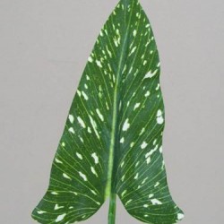 Artificial Calla Lily Leaf - CAL003 GS4C