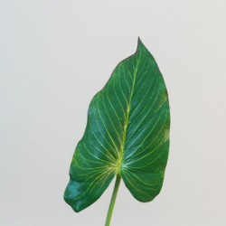 Artificial Anthurium Leaf on Short Stem - ANT003 GS4B