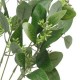 Artificial Seeded Eucalyptus Plant - EUC012 F4