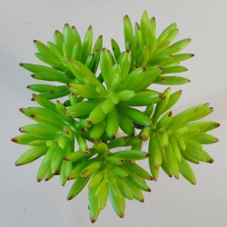 Artificial Succulents Bundle Green Senecio - SUC015 Q4