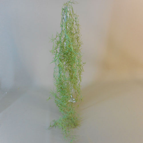 Tillandsia Trailing Plant (Spanish Moss)