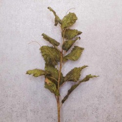 Faux Dried Artificial Leaves Spray Green 77cm - LEA005 LL1