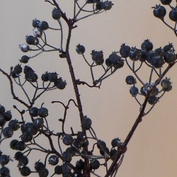 Artificial Autumn Berries Branch Black - BER018 B1