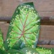 Artificial Caladium Leaf Green Red 43cm  - CAL002 C3