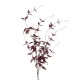 Ornamental Clematis Leaf Burgundy 115cm - CLE002 