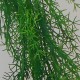Trailing Artificial Asparagus Fern Plant - ASP007 AA4