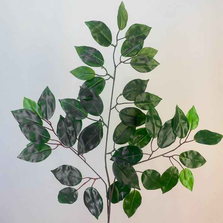 Luxury Ficus Ginseng  (Bonsai) 150cm