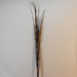 Zebra Grass and Pheasant Feathers 120cm - ZEB001 BB2