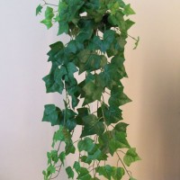 Trailing Plants and Leaves Trailing Plants and Leaves