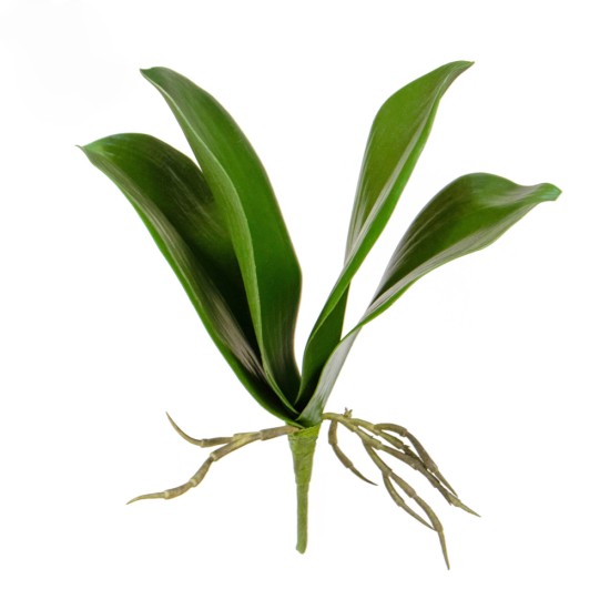 Artificial Orchid Leaves and Roots 27cm - O004 GG1 Artificial Orchid Leaves and Roots 27cm - O004 GG1