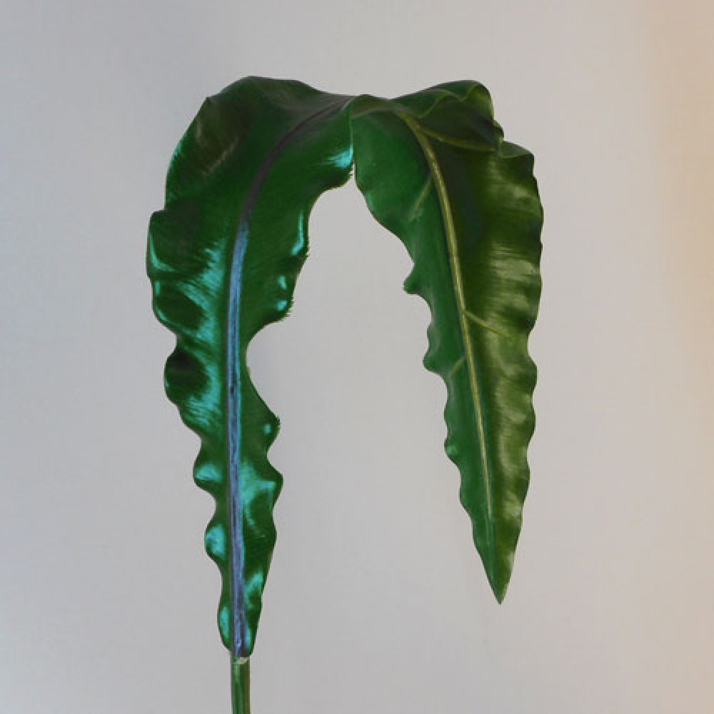 Real Touch Asplenium Leaf Artificial Leaves