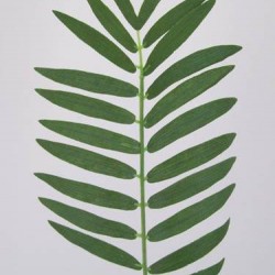 Small Cycas Leaf (Areca or Pogonatherum Palm) - PM003 K3