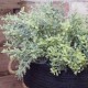 Flocked Artificial Thyme Plants 34cm - THY003 T4