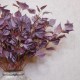 Artificial Chinese Witch Hazel Leaves Burgundy 80cm - LEA008 