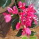 Artificial Bougainvillea Tree Pink 90cm - B023