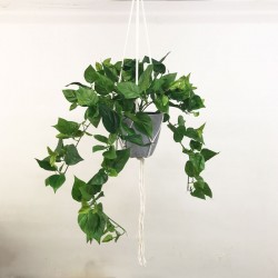 Potted Artificial Trailing Philodendron Plant in Macrame Hanger - PHI019 5D