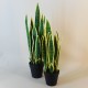 Artificial Pot Plants | Sansevieria Small 51cm - SAN003 5E