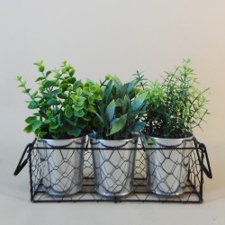 Assorted Potted Plants in Wire Tray - POT002 5A