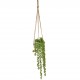 Potted Senecio String of Pearls Plant Hanging - SEN002 2C