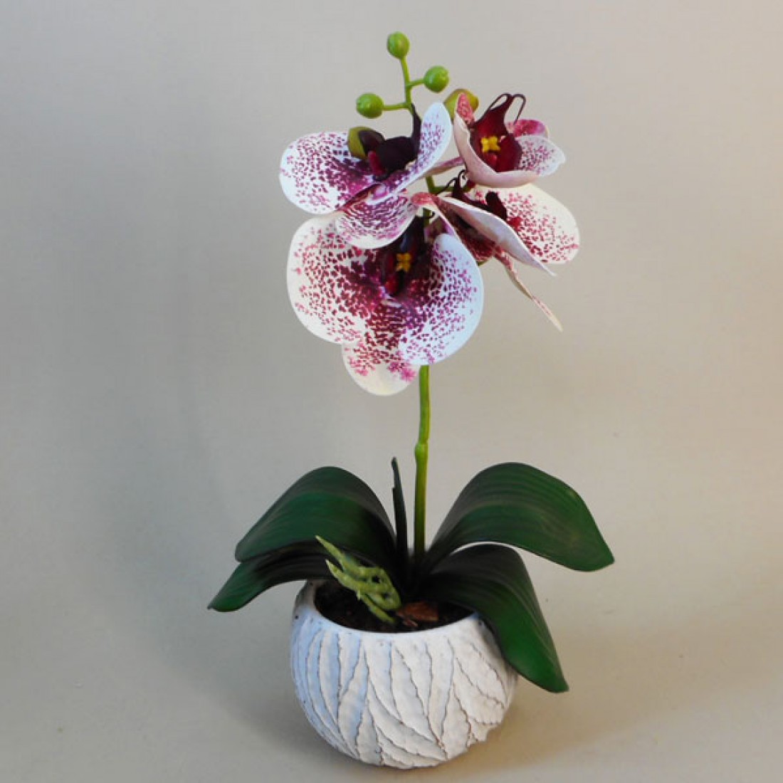 Mini Artificial Orchid Plant in Ceramic Pot White Burgundy 28cm ...