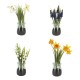 Artificial Daffodils in Glass Jar 19cm - DAF003 3B