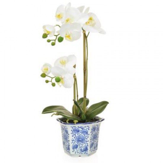 White Phalaenopsis Orchid Plant in Blue Pot - ORC010 2B