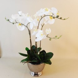 White Phalaenopsis Orchid Plant in Silver Pot - ORC006