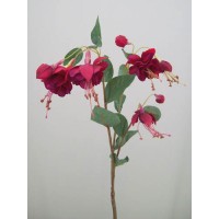 Fuchsias Fuchsias