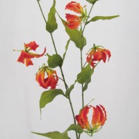 Gloriosa Lilies