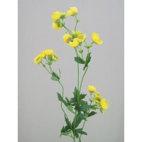 Buttercups Buttercups