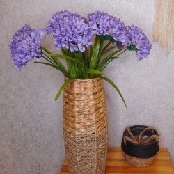 Agapanthus Lavender Blue 67cm - A129 A2