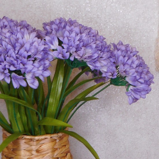 Agapanthus Lavender Blue 67cm - A129 A2