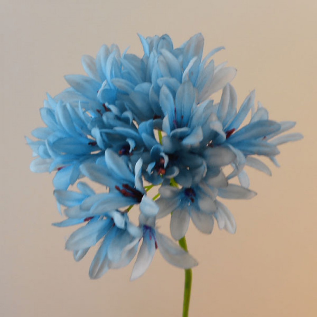 Agapanthus Blue 87cm | Artificial Flowers