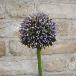 Artificial Hedgerow Allium Blue Purple 54cm - A087 A3