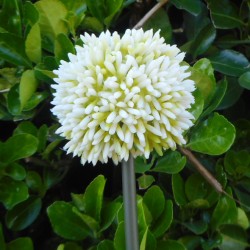 Artificial Hedgerow Allium Cream Green 54cm - A019 B2