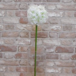 Large Artificial Allium Mount Everest Cream 77cm - A002 A2