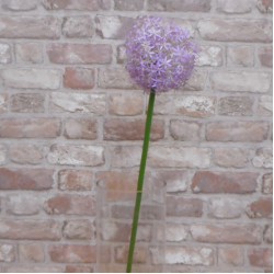 Large Artificial Allium Purple Sensation 77cm - A014 A1
